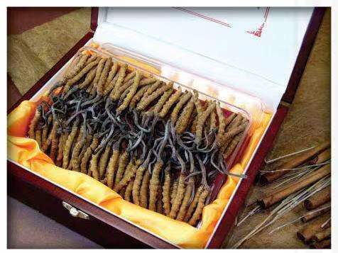 宁南冬虫夏草回收